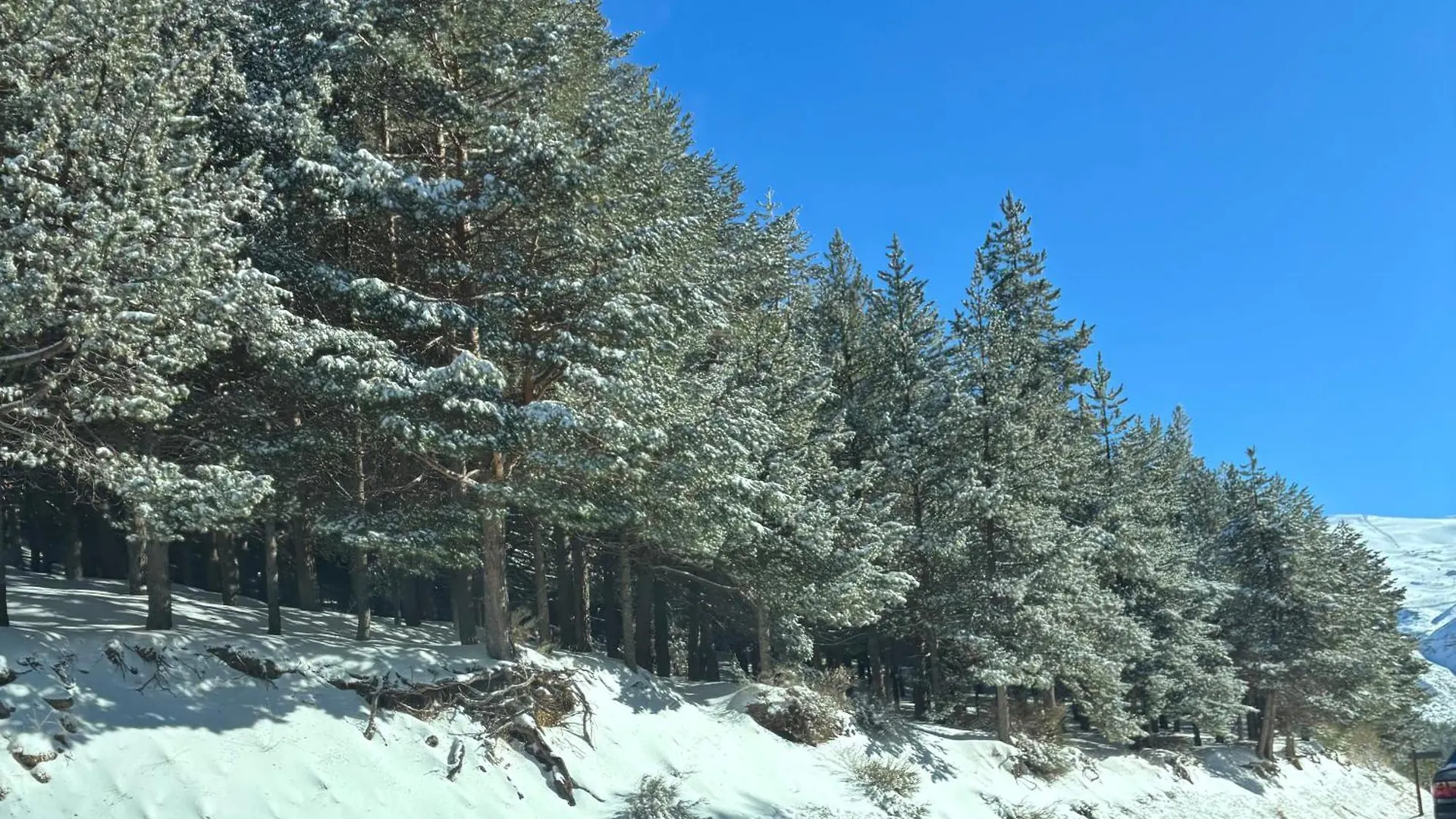 Апартаменты Biznaga Nevada Гранада